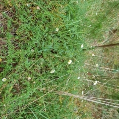 Erigeron karvinskianus (Seaside Daisy) at Isaacs Ridge and Nearby - 7 Mar 2024 by Mike