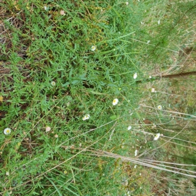 Erigeron karvinskianus (Seaside Daisy) at Isaacs Ridge and Nearby - 8 Mar 2024 by Mike