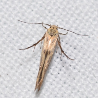 Stathmopoda hyposcia (A Gelechioid moth) at QPRC LGA - 25 Feb 2024 by DianneClarke