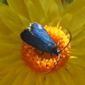 Pollanisus (genus) at ANBG - 7 Mar 2024