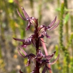 Corunastylis superba (Superb Midge Orchid) at Sassafras, NSW - 28 Jan 2024 by Tapirlord