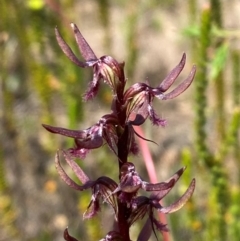 Corunastylis superba (Superb Midge Orchid) by Tapirlord