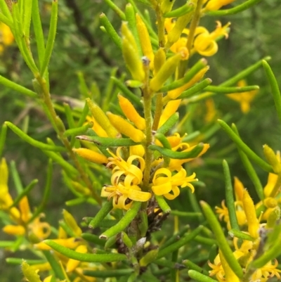 Persoonia mollis subsp. leptophylla at Morton National Park - 28 Jan 2024 by Tapirlord