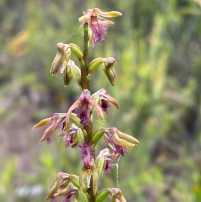 Corunastylis fimbriata (Fringed Midge Orchid) at Morton National Park - 28 Jan 2024 by Tapirlord