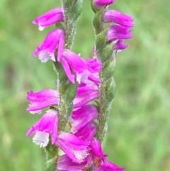 Spiranthes australis (Austral Ladies Tresses) at Mongarlowe River - 28 Jan 2024 by Tapirlord