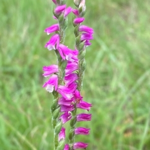 Spiranthes australis at QPRC LGA - suppressed