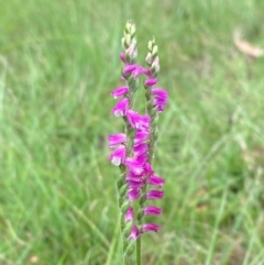 Spiranthes australis at QPRC LGA - suppressed