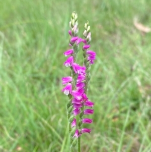 Spiranthes australis at QPRC LGA - suppressed