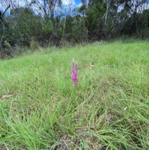 Spiranthes australis at QPRC LGA - suppressed