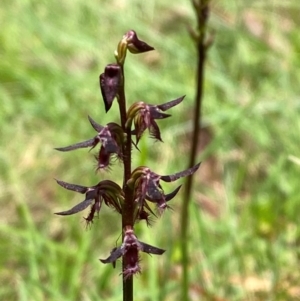 Corunastylis ostrina at Mongarlowe River - suppressed