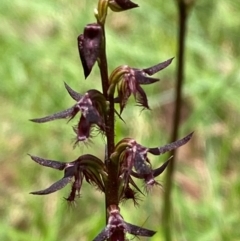 Corunastylis ostrina at Mongarlowe River - suppressed