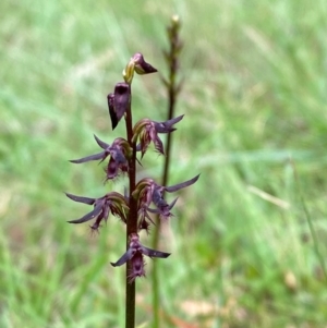 Corunastylis ostrina at Mongarlowe River - suppressed