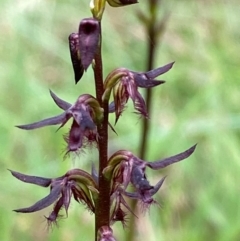 Corunastylis ostrina at Mongarlowe River - suppressed