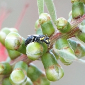 Hylaeus (Gnathoprosopis) amiculinus at Hall, ACT - 8 Mar 2024 10:01 AM