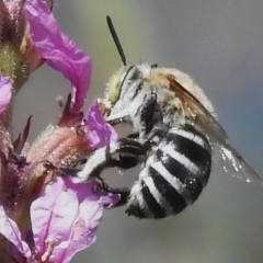 Amegilla (Zonamegilla) asserta (Blue Banded Bee) at ANBG - 7 Mar 2024 by JohnBundock