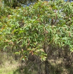 Eucalyptus radiata subsp. robertsonii (Robertson's Peppermint) at Mongarlowe, NSW - 28 Jan 2024 by Tapirlord