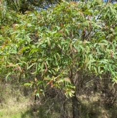 Eucalyptus radiata subsp. robertsonii (Robertson's Peppermint) at Mongarlowe River - 28 Jan 2024 by Tapirlord