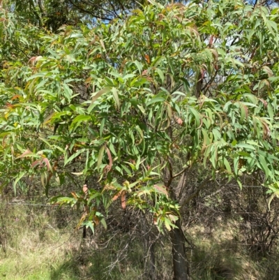 Eucalyptus radiata subsp. robertsonii (Robertson's Peppermint) at Mongarlowe River - 28 Jan 2024 by Tapirlord