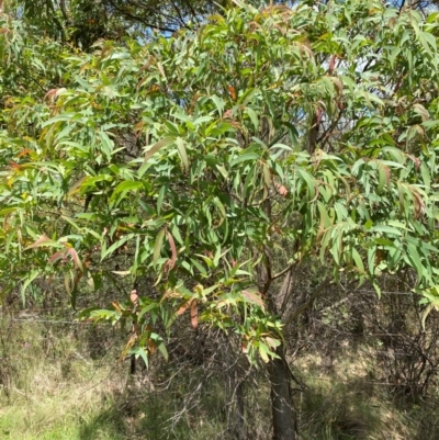 Eucalyptus radiata subsp. robertsonii (Robertson's Peppermint) at Mongarlowe, NSW - 28 Jan 2024 by Tapirlord