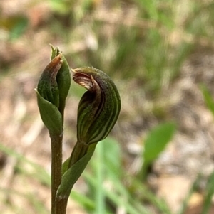 Speculantha furva at QPRC LGA - suppressed