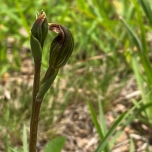 Speculantha furva at QPRC LGA - suppressed