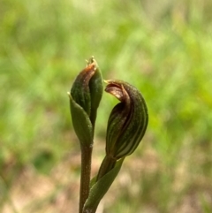 Speculantha furva at QPRC LGA - suppressed