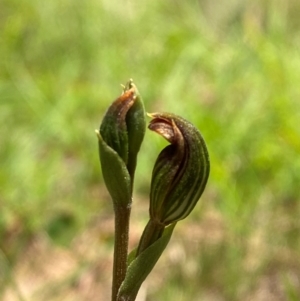 Speculantha furva at QPRC LGA - suppressed