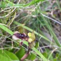 Chiloglottis reflexa (Short-clubbed Wasp Orchid) at QPRC LGA - 28 Jan 2024 by Tapirlord