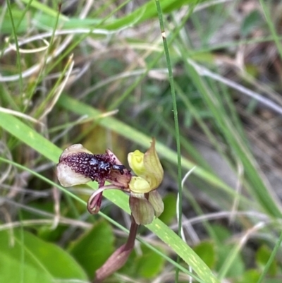 Chiloglottis reflexa (Short-clubbed Wasp Orchid) at QPRC LGA - 28 Jan 2024 by Tapirlord