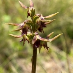 Corunastylis oligantha (Mongarlowe Midge Orchid) at Mongarlowe River - 28 Jan 2024 by Tapirlord