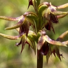 Corunastylis oligantha at Mongarlowe River - suppressed