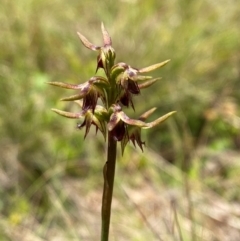 Corunastylis oligantha at Mongarlowe River - suppressed