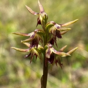 Corunastylis oligantha at Mongarlowe River - suppressed