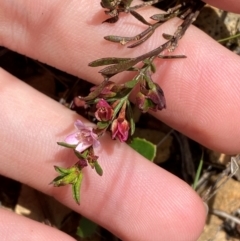 Boronia nana var. hyssopifolia at Mongarlowe River - 28 Jan 2024 by Tapirlord