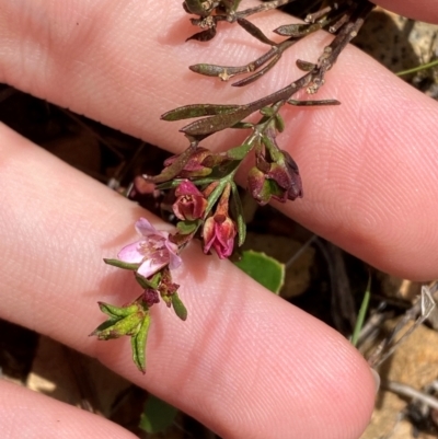 Boronia nana var. hyssopifolia at Mongarlowe, NSW - 28 Jan 2024 by Tapirlord