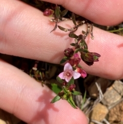 Boronia nana var. hyssopifolia at QPRC LGA - 28 Jan 2024