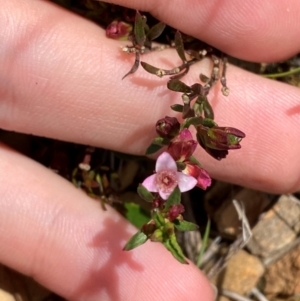 Boronia nana var. hyssopifolia at QPRC LGA - 28 Jan 2024