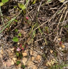 Boronia nana var. hyssopifolia at QPRC LGA - 28 Jan 2024