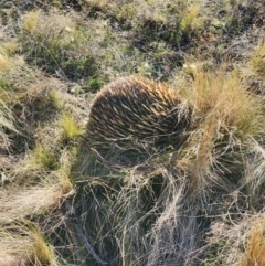 Tachyglossus aculeatus (Short-beaked Echidna) at Jacka, ACT - 29 Jun 2023 by HarleyB