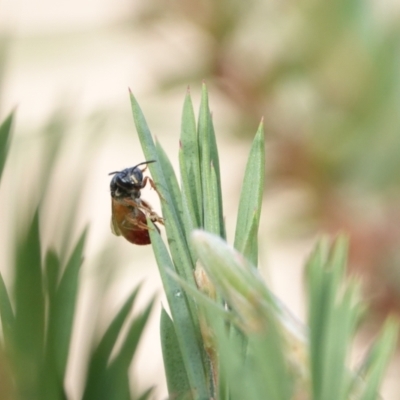 Exoneura sp. (genus) (A reed bee) at Hall, ACT - 8 Mar 2024 by Anna123