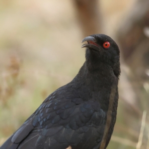 Corcorax melanorhamphos at Ginninderry Conservation Corridor - 8 Mar 2024