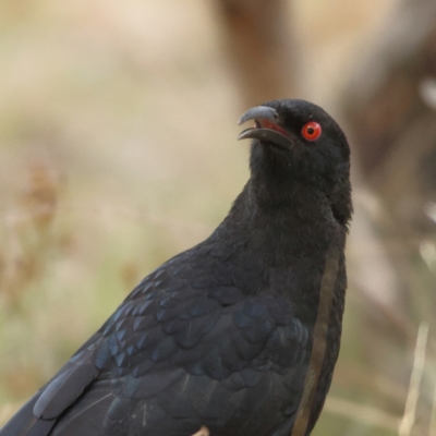 Corcorax melanorhamphos (White-winged Chough) at Ginninderry Conservation Corridor - 7 Mar 2024 by Trevor