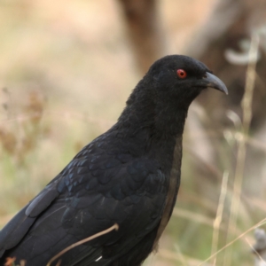 Corcorax melanorhamphos at Ginninderry Conservation Corridor - 8 Mar 2024