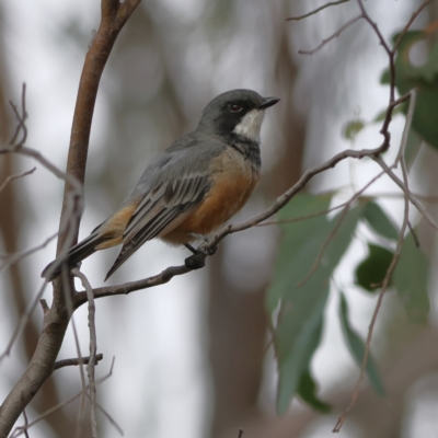 Pachycephala rufiventris (Rufous Whistler) at Strathnairn, ACT - 7 Mar 2024 by Trevor