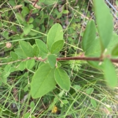 Cotoneaster glaucophyllus at Kambah, ACT - 29 Feb 2024 08:41 AM