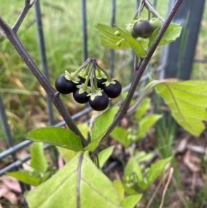 Solanum nigrum at Kambah, ACT - 29 Feb 2024 11:15 AM