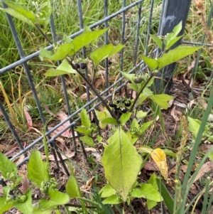 Solanum nigrum at Kambah, ACT - 29 Feb 2024