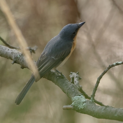 Myiagra rubecula (Leaden Flycatcher) at Strathnairn, ACT - 7 Mar 2024 by Trevor