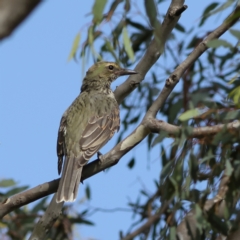 Oriolus sagittatus (Olive-backed Oriole) at Ginninderry Conservation Corridor - 7 Mar 2024 by Trevor
