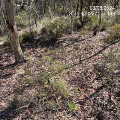 Grevillea ramosissima subsp. ramosissima (Fan Grevillea) at Bullen Range - 8 Mar 2024 by JP95